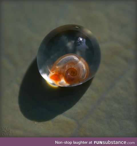Baby snail still in its egg