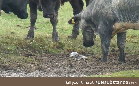 A baby seal stuck in mud, surrounded by interested cows. The baby seal was rescued