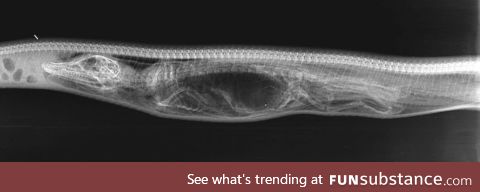 Xray of a alligator swallowed by a python