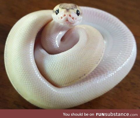 snek :3