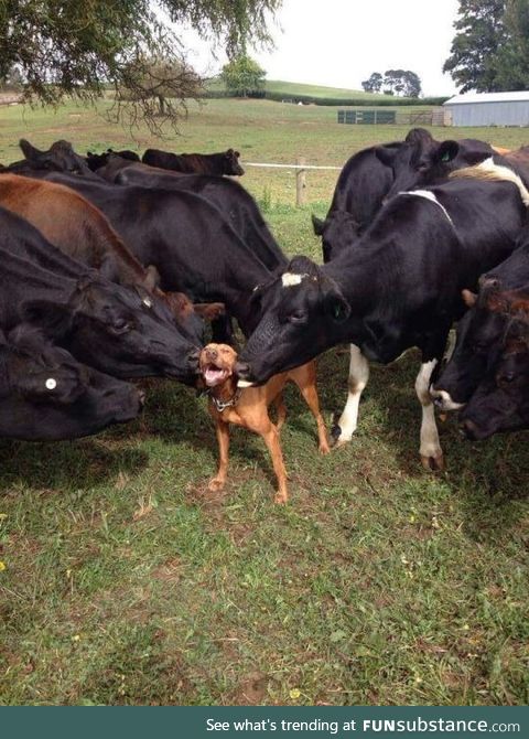 The large dogs love me I am appreciated