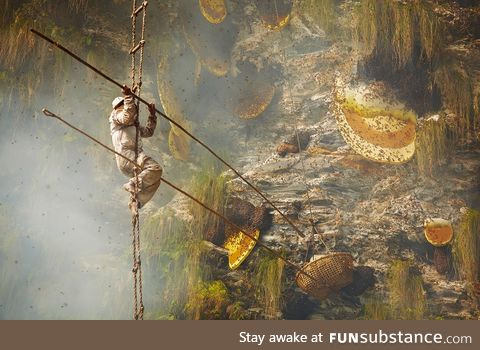 Honey hunter collecting wild Himalayan honey, Kaski region, Nepal