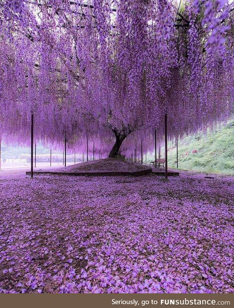 Purple tree in Hyogo, Japan
