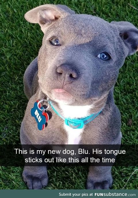 Blu is precious as heck