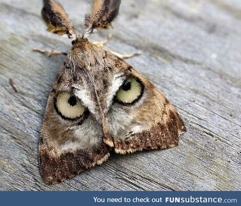 This moth looks like an owls face