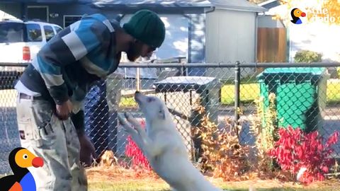 Blind and Deaf dog knows when her dad comes home