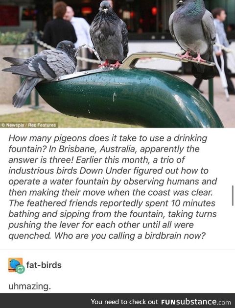 Pigeons are smart