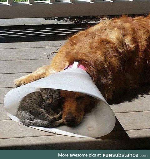 kitty: "it's okay buddy.. i'm here for you :)!"