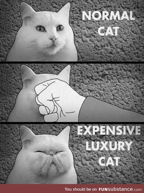 Expensive cats