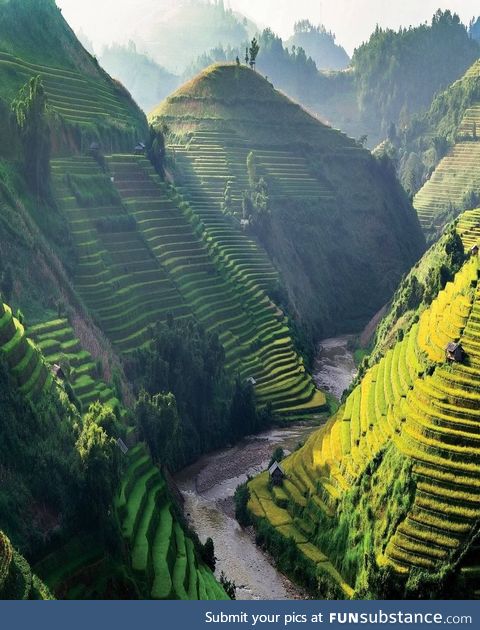 Rice fields of Vietnam