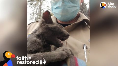 Vulcan the kitten, rescued after a fire. Slightly graphic, but still FeelGoodSubstance