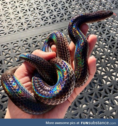 Beautiful rainbow snake