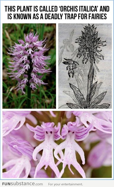 Orchis Italica