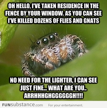 Misunderstood Spider visits your home