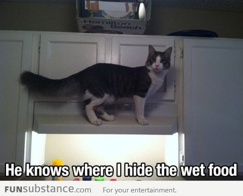 Clever Kitty Is Clever