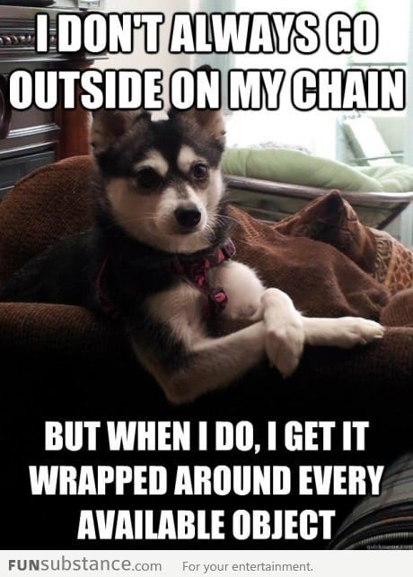 Interesting Dog Doesn't Always Use His Chain But.