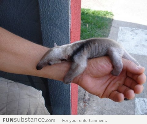 Baby Anteater