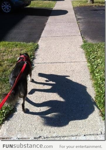 The Dog with the Shadow of a Wolf