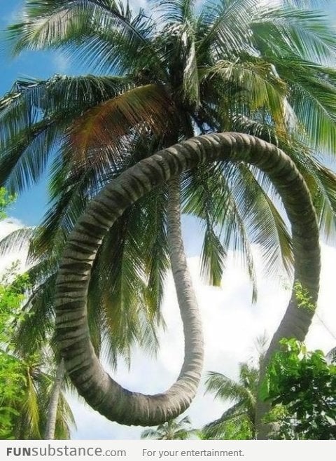 This tree doesn't care about gravity