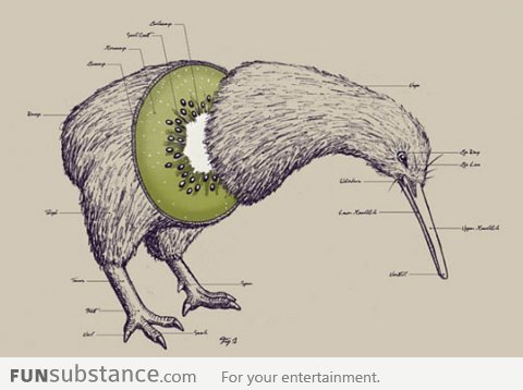 Anatomy of a Kiwi