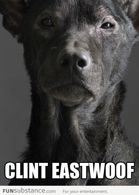 Clint Eastwood as a dog