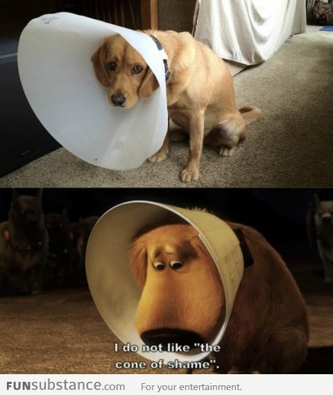 I do not like the cone of shame