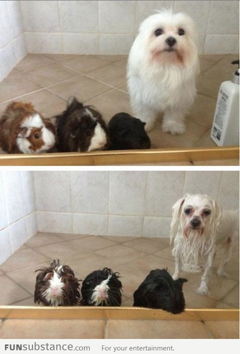 Animals before and after shower