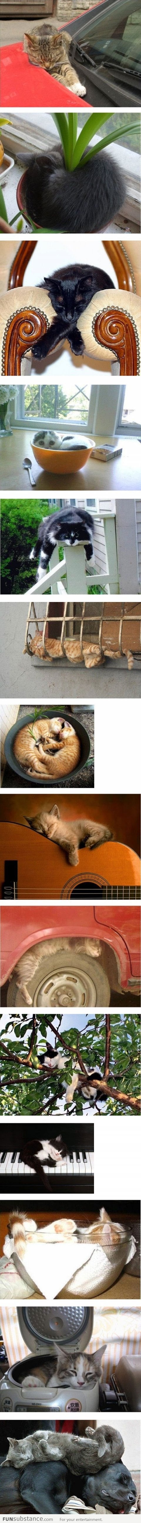 Cats will sleep wherever they want