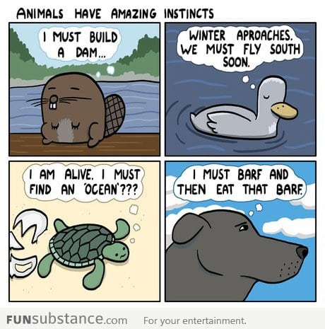 Animals have amazing instincts