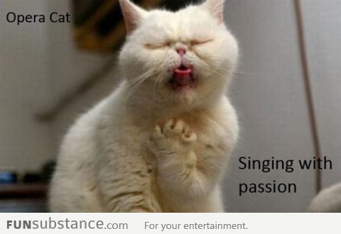 Opera cat