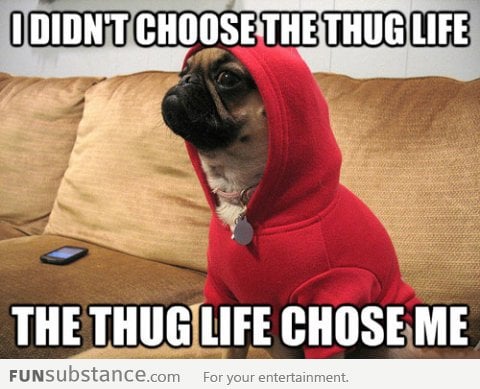 Thug Dog