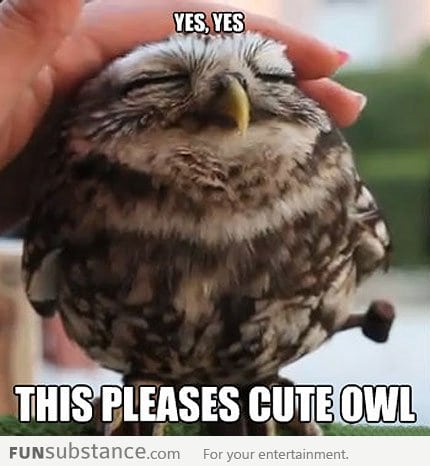 Yes, yes this pleases cute owl