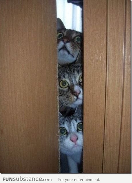 Curious Cats