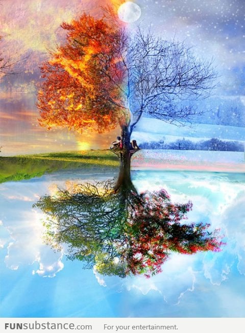 One Tree, Four Seasons