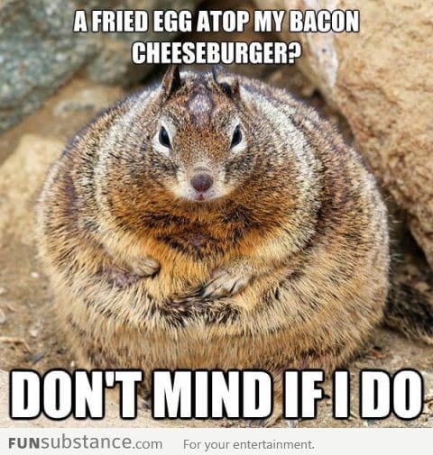 Obese American Squirrel