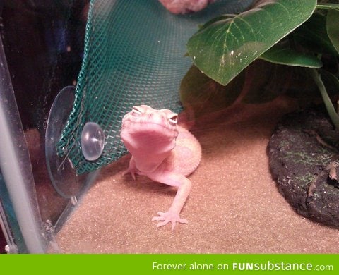 Ridiculously photogenic gecko