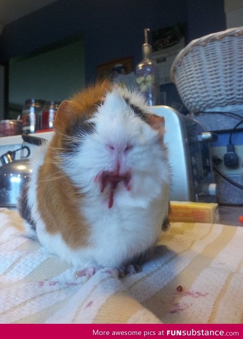 What happens when you give a guinea pig a cherry? He turns into satan