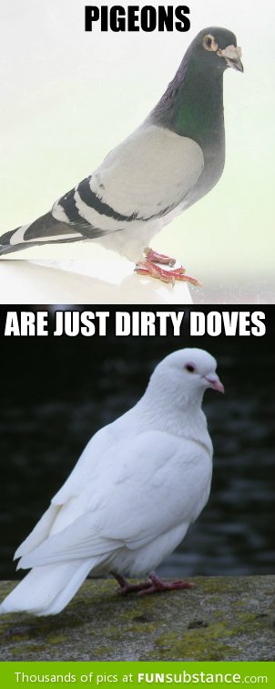 The truth about pigeons