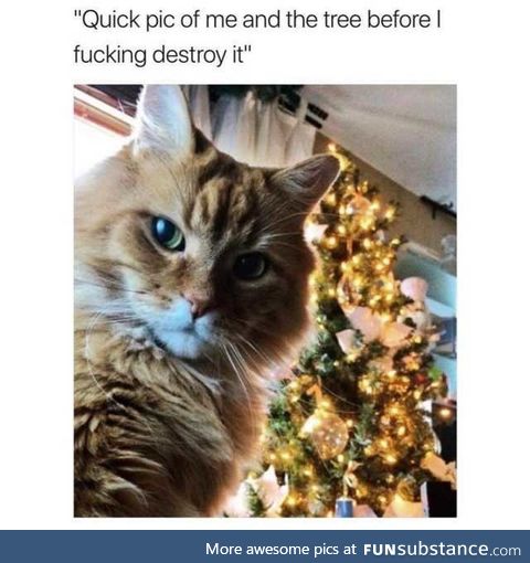 Santa Claws is coming to town