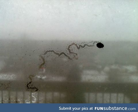 Ladybug tracks on a moist window