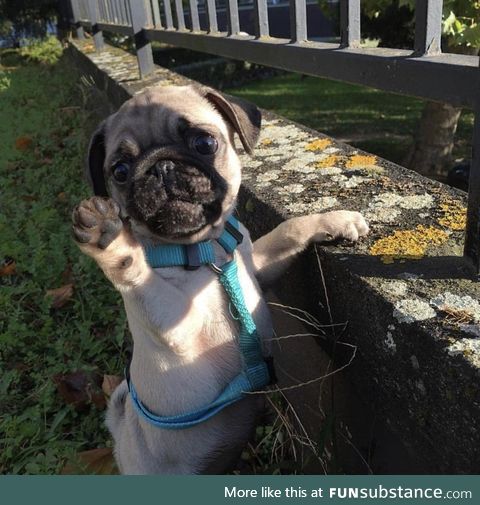 "i swear that i didn't destroyed the couch!"