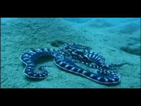 Octopus that can transform itself into other animals