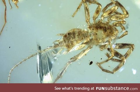 A 100-million-year-old spider with a tail is discovered in Myanmar trapped in amber