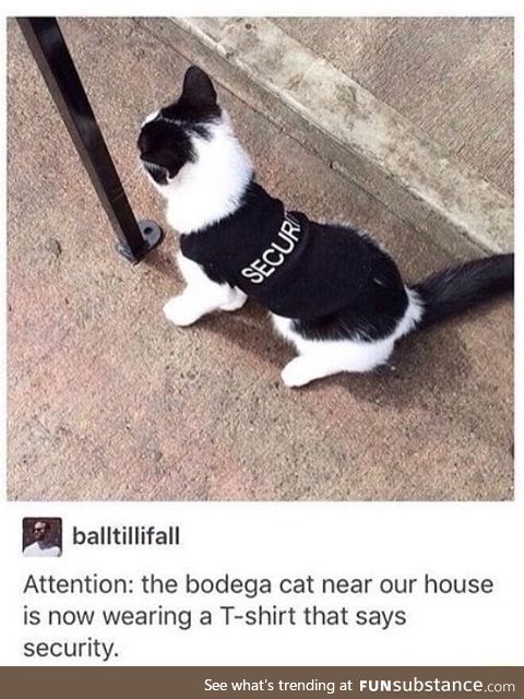Security cat