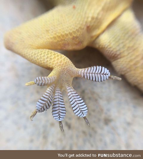 Gecko feet