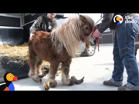 Poly the Miniature Pony with overgrown hooves gets a chance to walk again