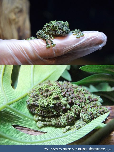 These are extremely rare frogs which look like they are covered in moss