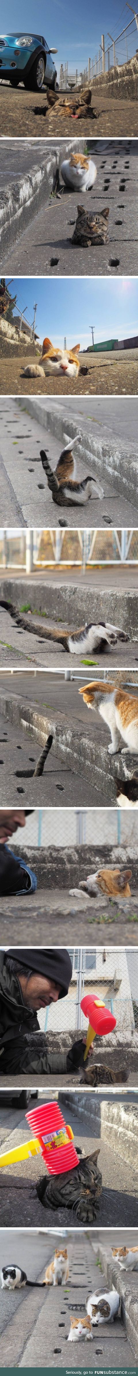 Stray cat in Japan