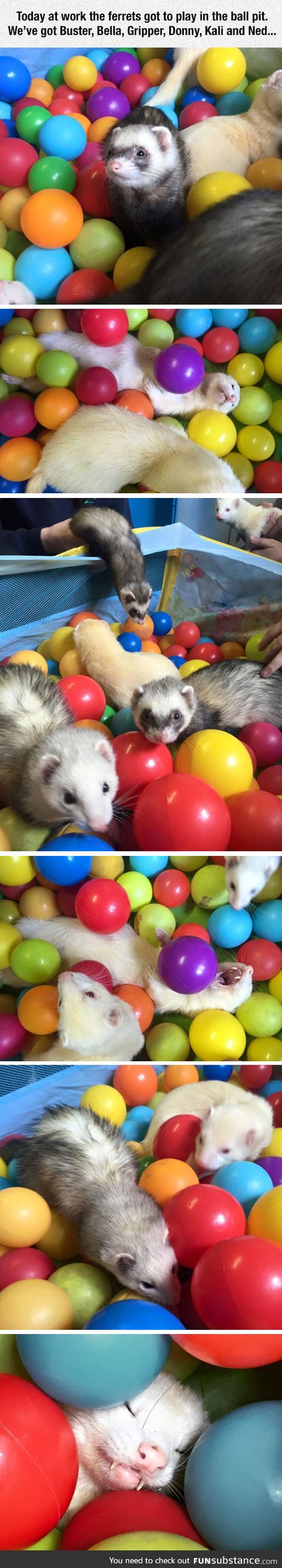 Ferrets vs. Ball pit