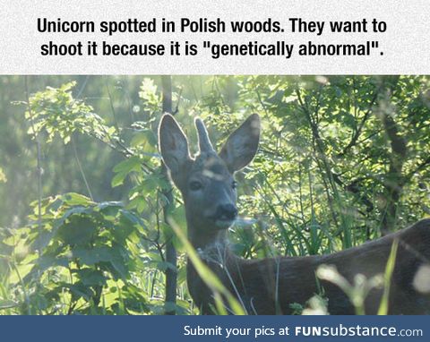 They finally found a unicorn